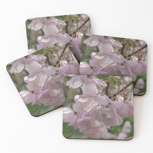 Item preview, Cherry Blossom Concerto  designed and sold by SCTBUFFALOPHOTO.