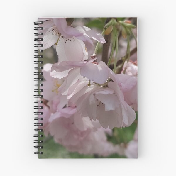 Item preview, Cherry Blossom Concerto  designed and sold by SCTBUFFALOPHOTO.