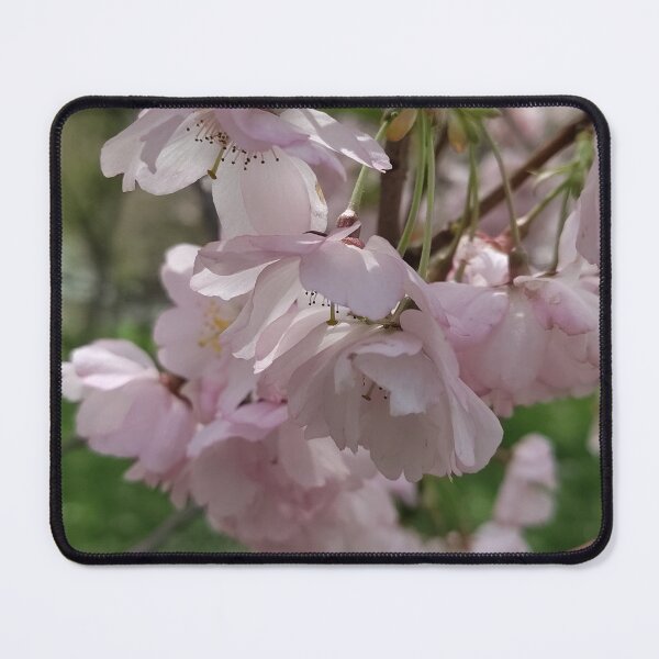 Item preview, Cherry Blossom Concerto  designed and sold by SCTBUFFALOPHOTO.