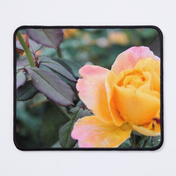 Item preview, Rose Bush designed and sold by Birds & Beans Photography.