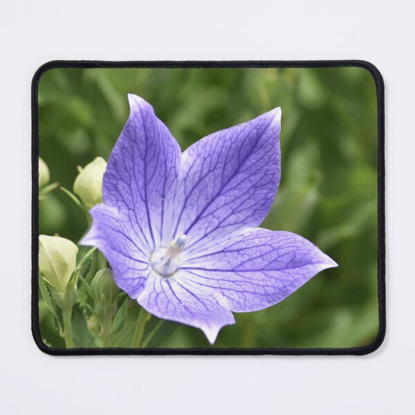 Item preview, Blue Balloon Flower Macro Photography designed and sold by TathataPhotos.