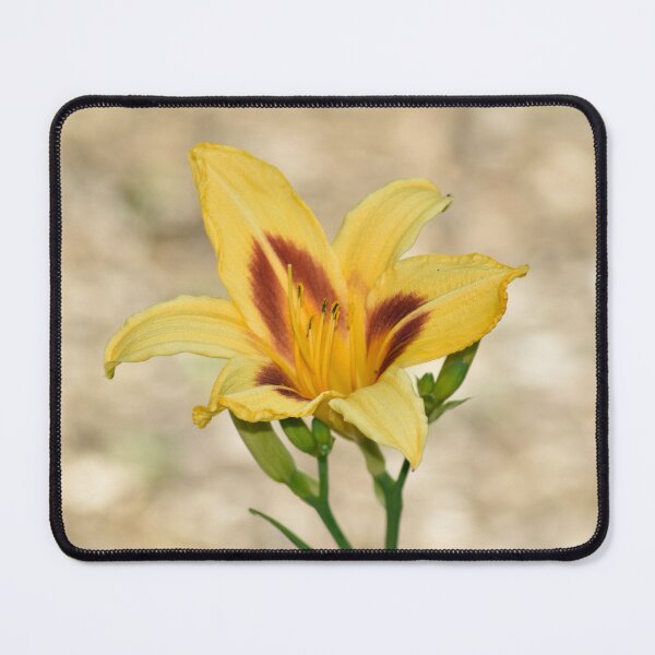 Item preview, Yellow Daylily with Maroon Throat - Soft Botanical Photography designed and sold by TathataPhotos.