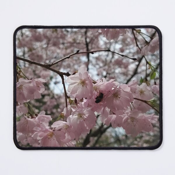 Item preview, Bee and Pink Cherry Blossoms designed and sold by SCTBUFFALOPHOTO.