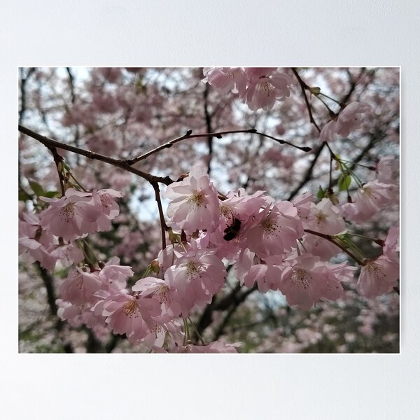 Item preview, Bee and Pink Cherry Blossoms    designed and sold by SCTBUFFALOPHOTO.