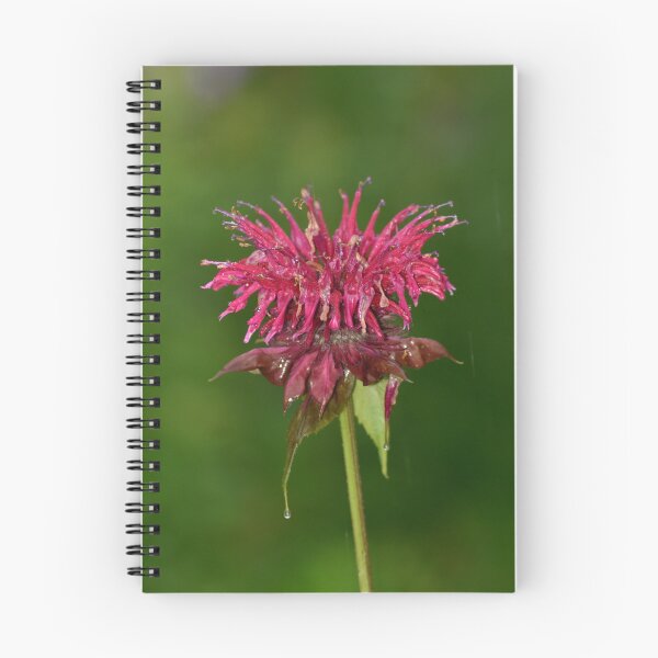 Item preview, Vibrant Pink Bee Balm Wildflower Macro Photo designed and sold by TathataPhotos.