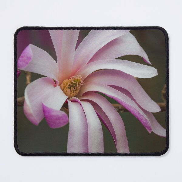 Item preview, Elegant Pink and White Magnolia Flower Bloom in Macro Detail designed and sold by NorthWild.
