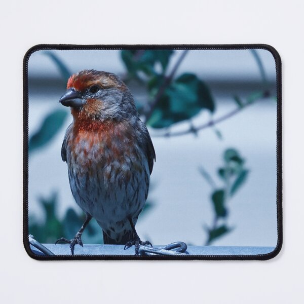 Item preview, House Finch Resting on Fence designed and sold by WilesNailsPower.