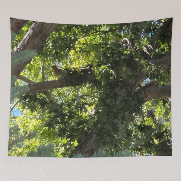 Item preview, American Robin Resting in Tree designed and sold by WilesNailsPower.