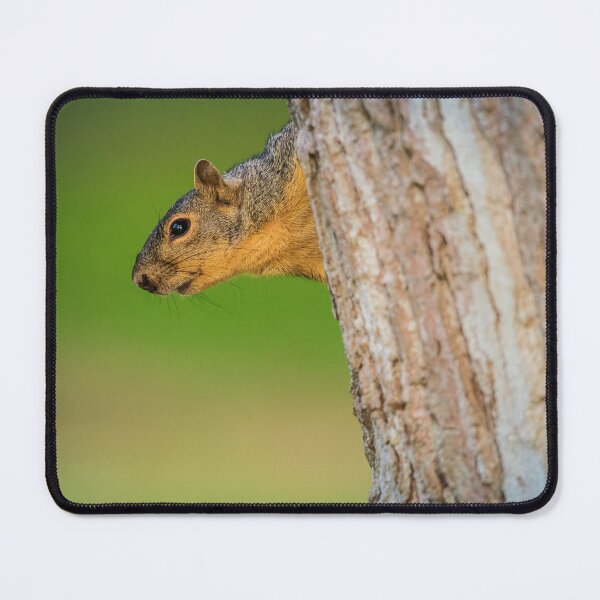 Item preview, Squirrel Peeking From Tree | Woodland Wildlife Photography designed and sold by TheHikersEye.