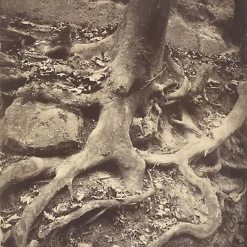 Artwork thumbnail, Tree Roots, Saint-cloud by SharonTheFirst