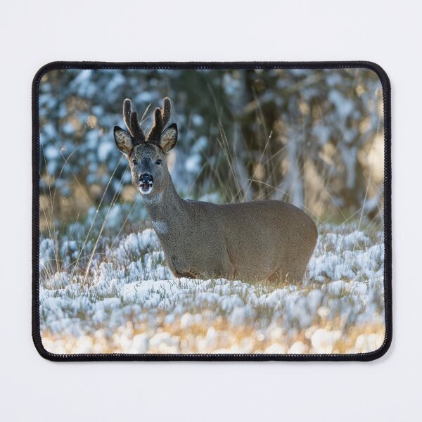 Item preview, Roe deer (Capreolus capreolus) designed and sold by Stephen Jarman.