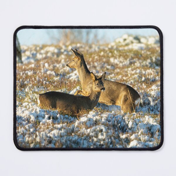 Item preview, Two Roe deer (Capreolus capreolus) winter scene designed and sold by Stephen Jarman.