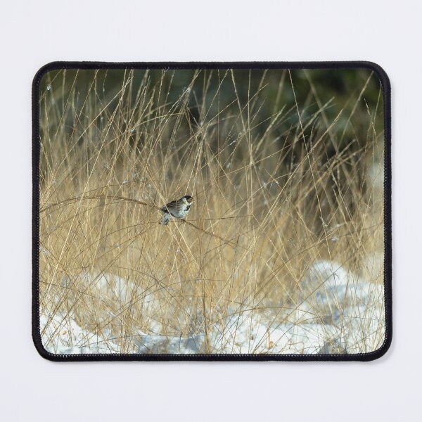 Item preview, Coal tit (Periparus ater) designed and sold by Stephen Jarman.