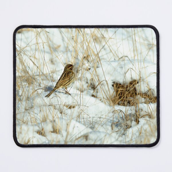 Item preview, Reed bunting (Emberiza schoeniclus) designed and sold by Stephen Jarman.