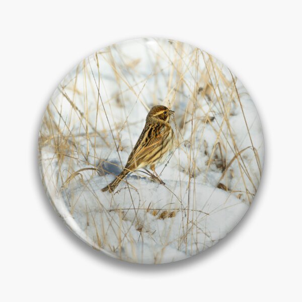 Item preview, Reed bunting (Emberiza schoeniclus) designed and sold by Stephen Jarman.