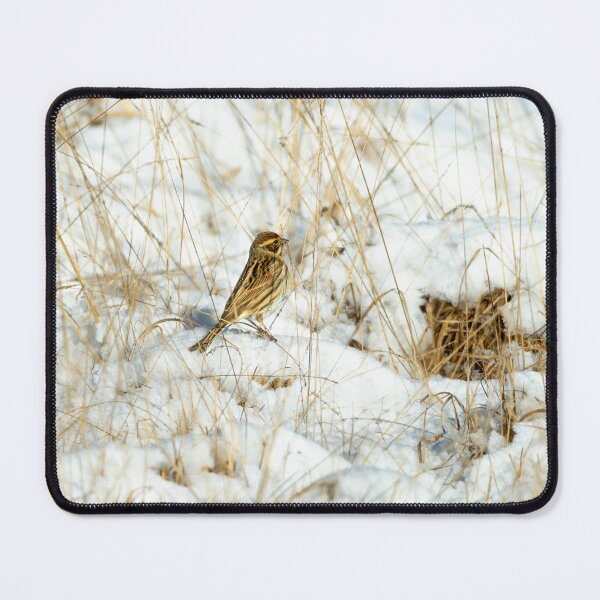 Item preview, Reed bunting (Emberiza schoeniclus) designed and sold by Stephen Jarman.