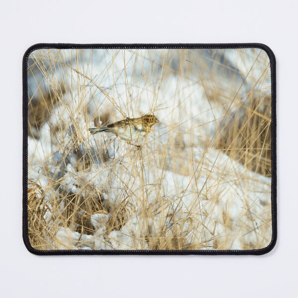 Item preview, Reed bunting (Emberiza schoeniclus) designed and sold by Stephen Jarman.