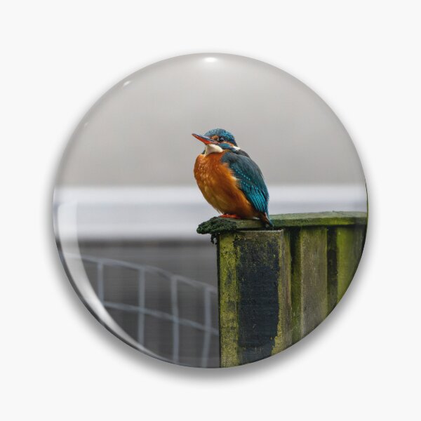 Item preview, Kingfisher (Alcedo atthis) sitting on a fence  designed and sold by Stephen Jarman.
