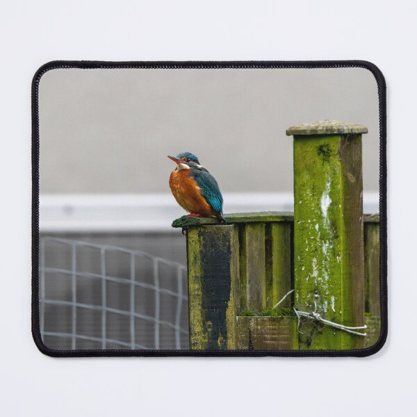 Item preview, Kingfisher (Alcedo atthis) sitting on a fence designed and sold by Stephen Jarman.