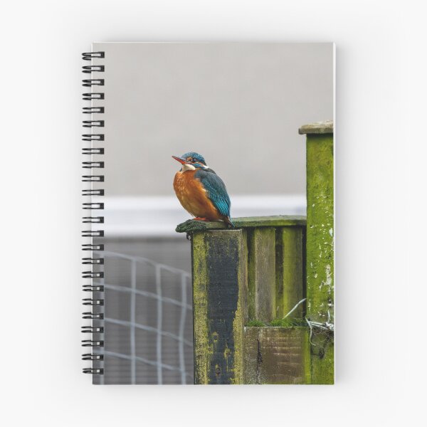 Item preview, Kingfisher (Alcedo atthis) sitting on a fence  designed and sold by Stephen Jarman.