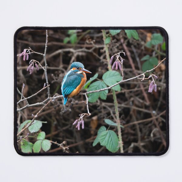 Item preview, Kingfisher (Alcedo atthis) sitting on a branch designed and sold by Stephen Jarman.