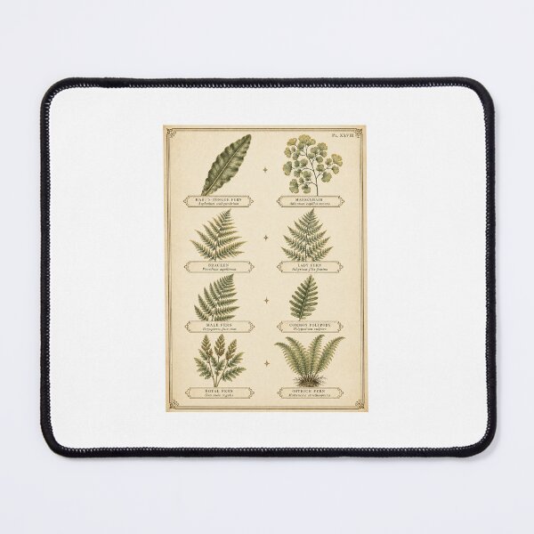 Item preview, Fern Identification Chart | Vintage Botanical Fern Species Art | Botany Lover Gift designed and sold by Brackenlume Studio.