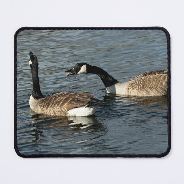 Item preview, Canada Geese (Branta canadensis) designed and sold by Stephen Jarman.