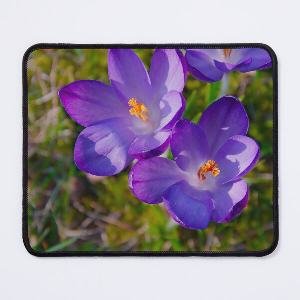 Item preview, Sunlit Purple Crocus Cluster – Spring Macro designed and sold by ShotsbyDesiree.