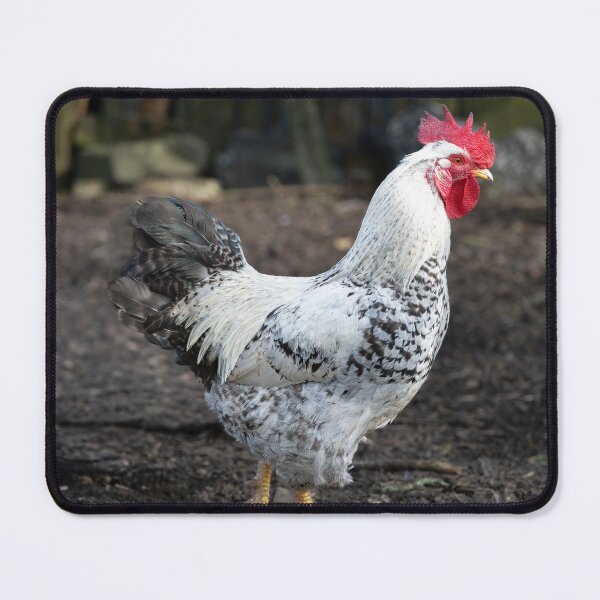 Item preview, Rooster designed and sold by Stephen Jarman.