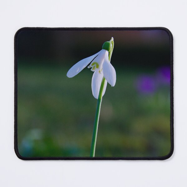 Item preview, Graceful Snowdrop Bloom – Gentle Spring Bokeh designed and sold by ShotsbyDesiree.