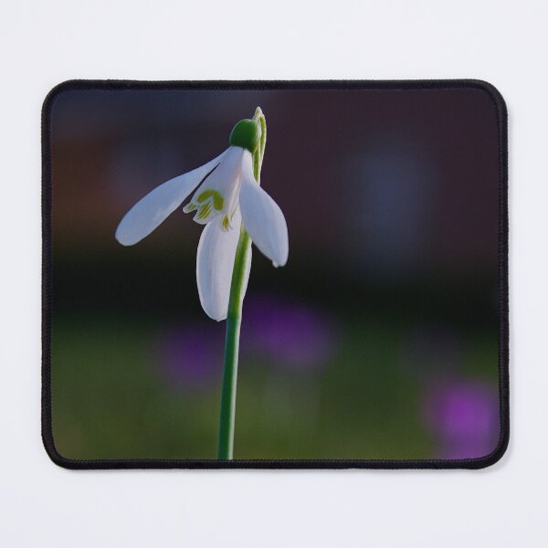 Item preview, Solitary Snowdrop – Elegant Spring Light designed and sold by ShotsbyDesiree.