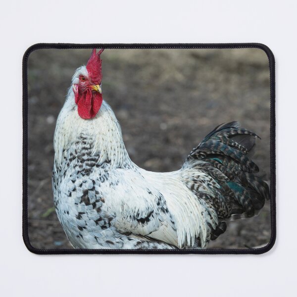 Item preview, Cream legbar rooster designed and sold by Stephen Jarman.
