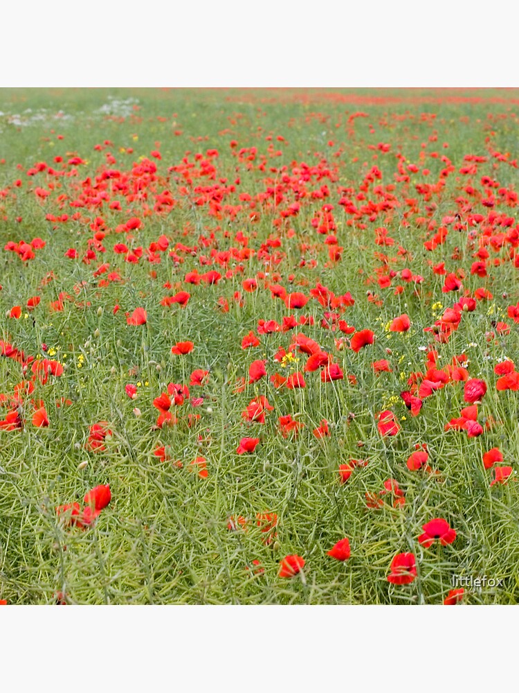 Pretty poppies by littlefox
