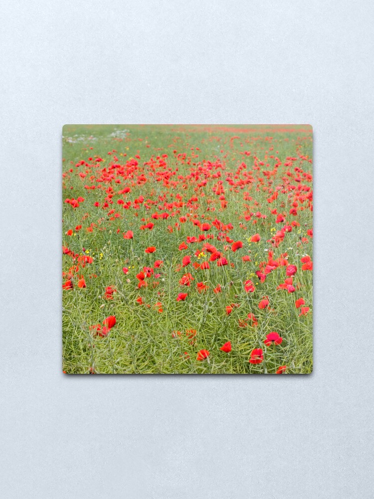 Alternate view of Pretty poppies Metal Print