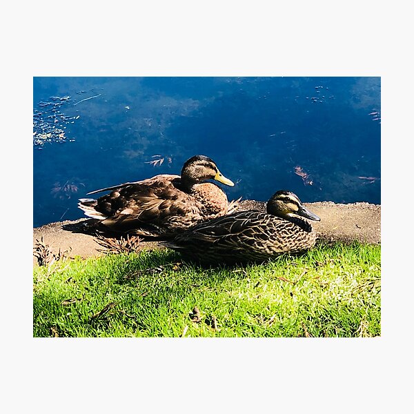 Item preview, Ducks Resting by Lake  designed and sold by Jasbindar Singh.