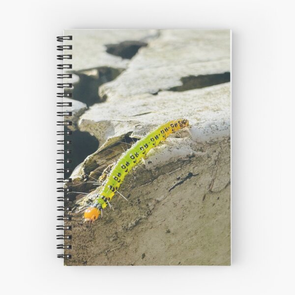 Item preview, Caterpillar Exploring the Ledge  designed and sold by Jasbindar Singh.