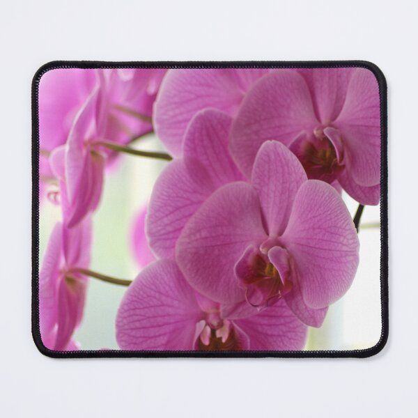 Item preview, Pink Phalaenopsis Orchid Cascade Botanical Fine Art Photography designed and sold by pinkal.