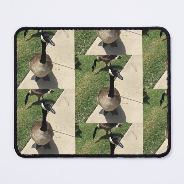 Item preview, Canada Geese Real Photo Print designed and sold by KaleChub.