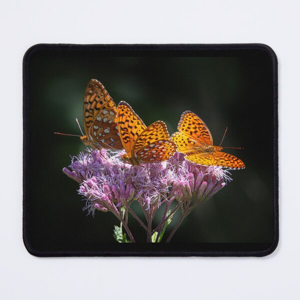 Item preview, Speyeria Aphrodite butterflies on Spotted Joe-pyeweed. designed and sold by James Cumming.