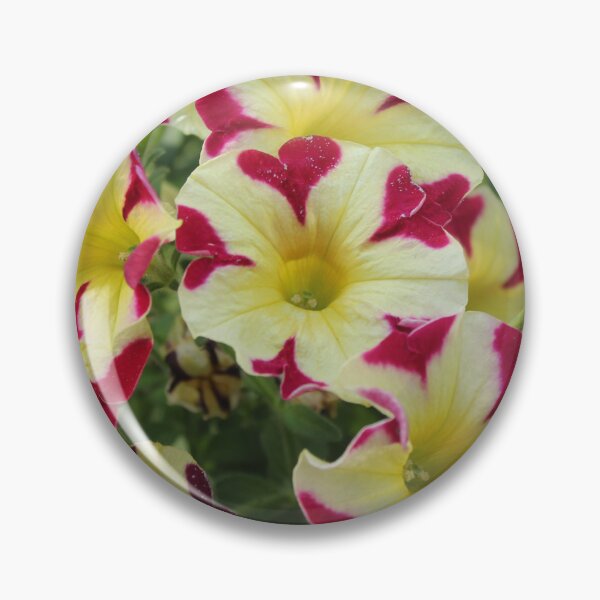 Item preview, Vibrant petunia flowers macro - Soft nature photography designed and sold by Cha-s-lens.