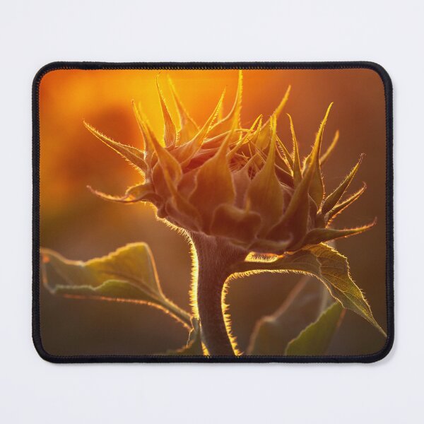 Item preview, Golden Hour Sunflower Bud Backlit Art designed and sold by Catrinann.