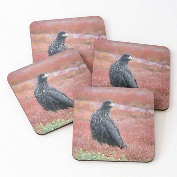 Item preview, Striated Caracara Falkland Islands designed and sold by PhotoArt by Joan Carroll.