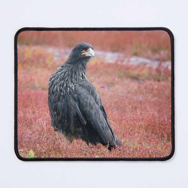 Item preview, Striated Caracara Falkland Islands designed and sold by PhotoArt by Joan Carroll.