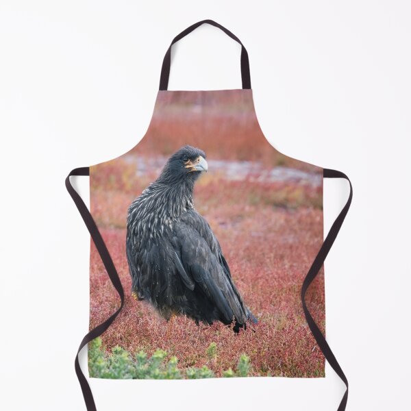 Item preview, Striated Caracara Falkland Islands designed and sold by PhotoArt by Joan Carroll.