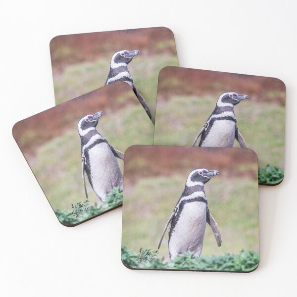 Item preview, Magellanic Penguin in Falkland Islands designed and sold by PhotoArt by Joan Carroll.