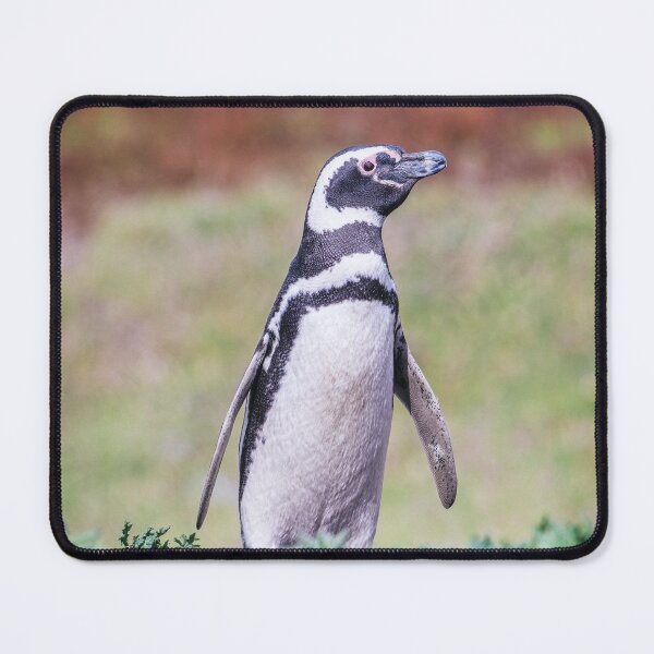 Item preview, Magellanic Penguin in Falkland Islands designed and sold by PhotoArt by Joan Carroll.