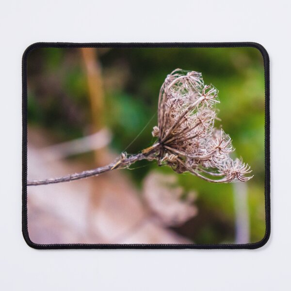 Item preview, Dried Wildflower Seed Pods On Thin Stem With Soft Green Bokeh Background designed and sold by Nmallia.