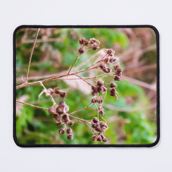 Item preview, Dried Wildflower Seed Pods On Thin Stem With Soft Green Bokeh Background designed and sold by Nmallia.