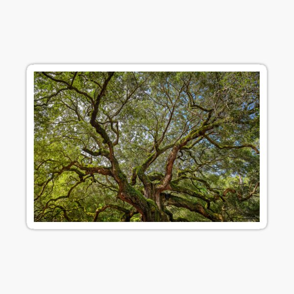 Item preview, ANGEL OAK TREE CHARLESTON SOUTH CAROLINA designed and sold by LandscapeArtCP.