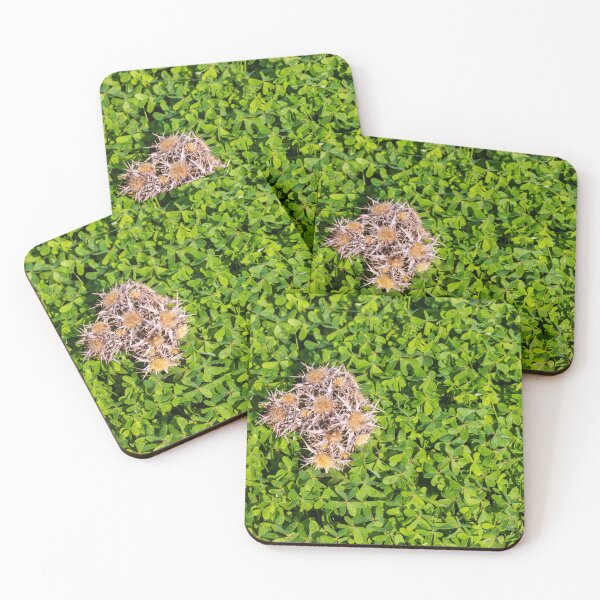 Item preview, Cluster Of Dried Thistle Seedheads Resting On Lush Green Clover Groundcover In Sunlight designed and sold by Nmallia.